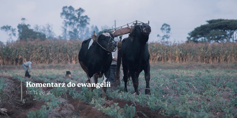 Komentarz do Ewangelii - 16 lipca 2026