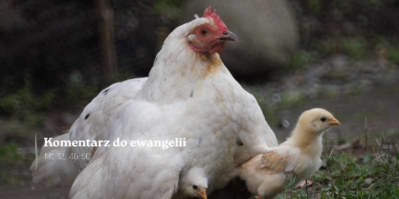 Komentarz do Ewangelii - 21 lipca 2026