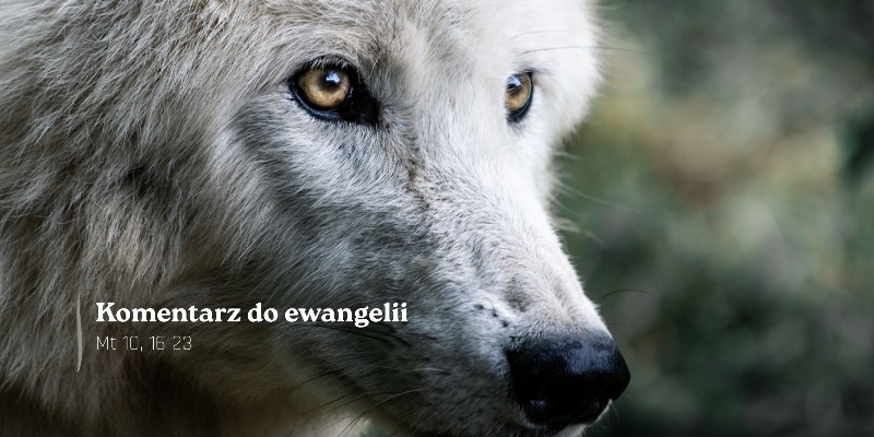 Komentarz do Ewangelii - 10 lipca 2026