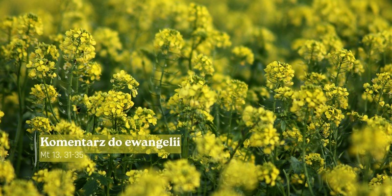 Komentarz do Ewangelii - 27 lipca 2026