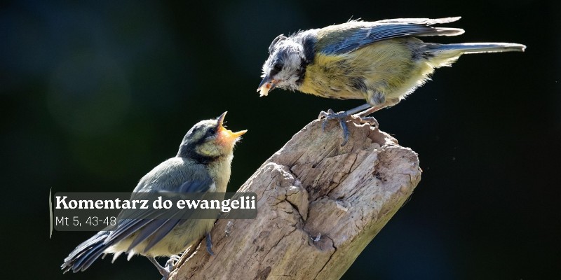 Komentarz do Ewangelii - 28 lutego 2026